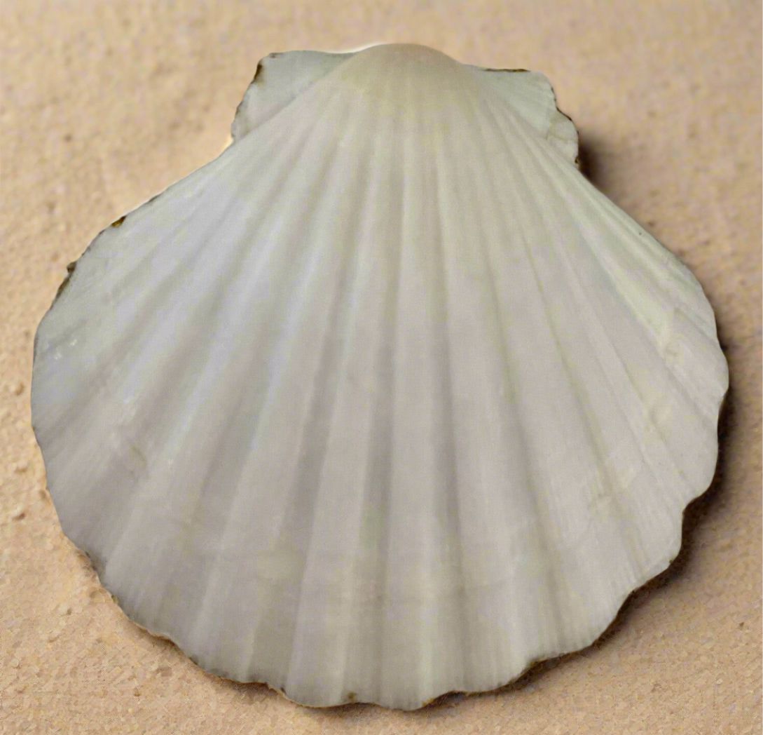 Mermaid Shell Trinket Dish-Calypsos Cottage